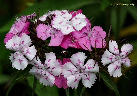 {Dianthus barbatus}